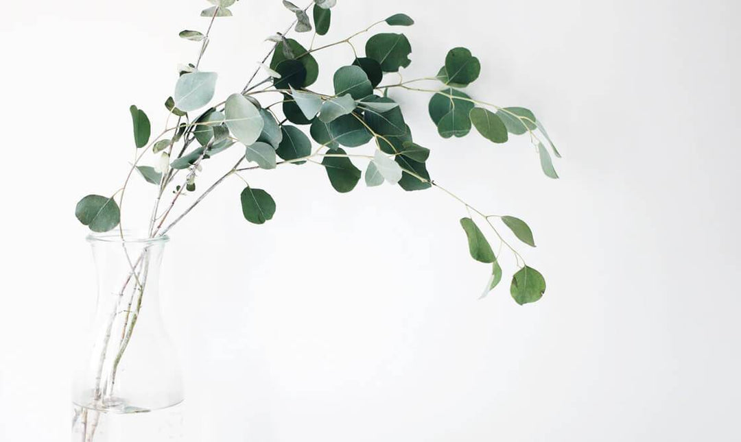 Productos cosmética de calidad en Pure Niche Lab